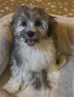 AKC Daffy ( Female), a female Havanese for sale in Staten Island, NY – Photo 4 of 10