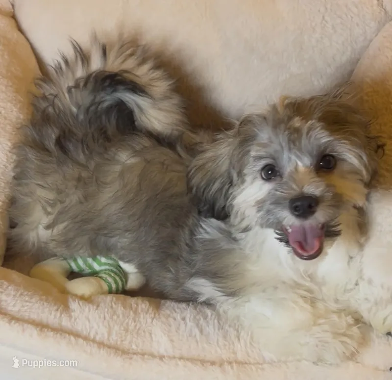 AKC Daffy ( Female) – Havanese puppy for sale in Staten Island, NY