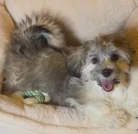 AKC Daffy ( Female), a female Havanese for sale in Staten Island, NY – Photo 7 of 10