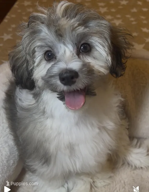 AKC Daffy ( Female) – Havanese puppy for sale in Staten Island, NY