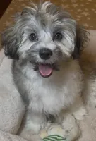 AKC Daffy ( Female), a female Havanese for sale in Staten Island, NY – Photo 5 of 10