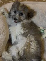 AKC Daffy ( Female), a female Havanese for sale in Staten Island, NY – Photo 3 of 10