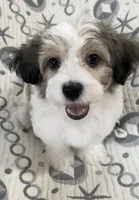AKC Bingo, a male Havanese for sale in Staten Island, NY – Photo 2 of 8