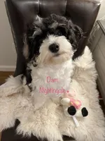 AKC Bingo, a male Havanese for sale in Staten Island, NY – Photo 6 of 8