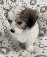 AKC Bingo, a male Havanese for sale in Staten Island, NY – Photo 4 of 8