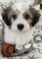 AKC Bingo, a male Havanese for sale in Staten Island, NY – Photo 5 of 8