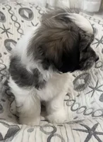 AKC Clifford, a male Havanese for sale in Staten Island, NY – Photo 4 of 10