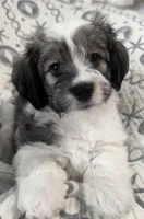 AKC Clifford, a male Havanese for sale in Staten Island, NY – Photo 5 of 10