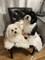 AKC Clifford, a male Havanese for sale in Staten Island, NY – Photo 9 of 10