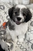 AKC Clifford, a male Havanese for sale in Staten Island, NY – Photo 1 of 10