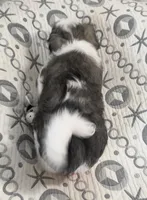 AKC Clifford, a male Havanese for sale in Staten Island, NY – Photo 7 of 10