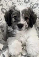 AKC Clifford, a male Havanese for sale in Staten Island, NY – Photo 2 of 10