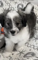 AKC Clifford, a male Havanese for sale in Staten Island, NY – Photo 6 of 10