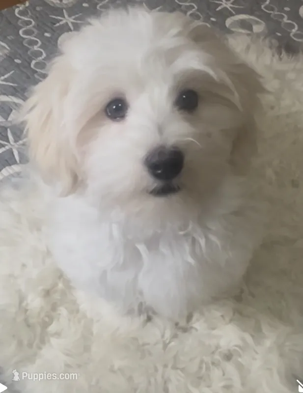 AKC Champion Bloodline Billy