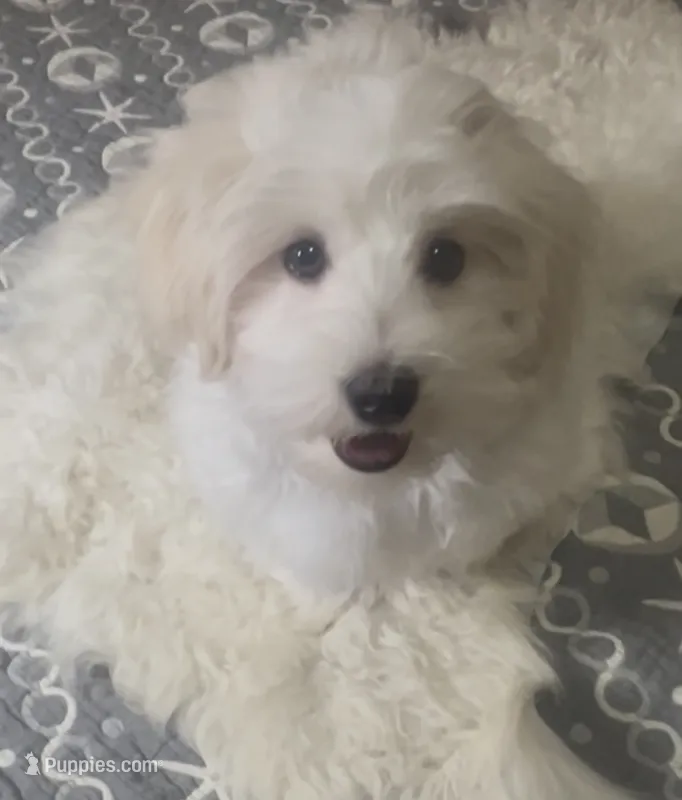 AKC Champion Bloodline Billy