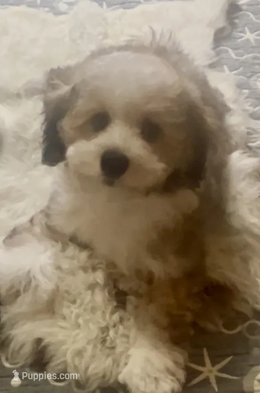 AKC  Champion Bloodline Prince