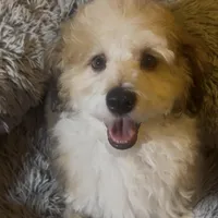 AKC  Champion Bloodline Prince, a male Havanese for sale in Staten Island, NY – Photo 4 of 8