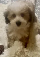 processed/ea4e10f1-1457-432a-8822-539280134f45/listing/c70bd1ff-0a30-43d9-9023-ca038009027e/51ed838e-654e-4e14-a700-1d1cb1d8bcc3