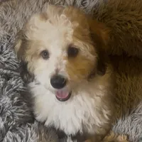 AKC  Champion Bloodline Prince, a male Havanese for sale in Staten Island, NY – Photo 6 of 8