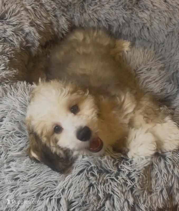 AKC  Champion Bloodline Prince