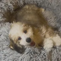 AKC  Champion Bloodline Prince, a male Havanese for sale in Staten Island, NY – Photo 1 of 8