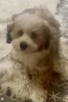 processed/ea4e10f1-1457-432a-8822-539280134f45/listing/c70bd1ff-0a30-43d9-9023-ca038009027e/64e92e6c-fe9f-44b8-ae8f-fac663368853