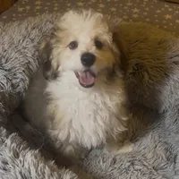 AKC  Champion Bloodline Prince, a male Havanese for sale in Staten Island, NY – Photo 7 of 8