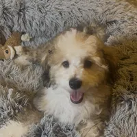 AKC  Champion Bloodline Prince, a male Havanese for sale in Staten Island, NY – Photo 5 of 8