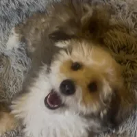 AKC  Champion Bloodline Prince, a male Havanese for sale in Staten Island, NY – Photo 8 of 8