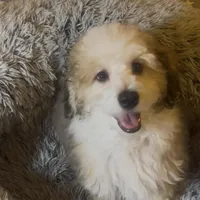 AKC  Champion Bloodline Prince, a male Havanese for sale in Staten Island, NY – Photo 3 of 8