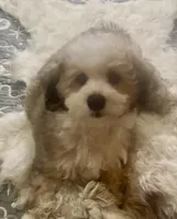 processed/ea4e10f1-1457-432a-8822-539280134f45/listing/c70bd1ff-0a30-43d9-9023-ca038009027e/f976533e-f636-4c73-af82-a082c0ca569f