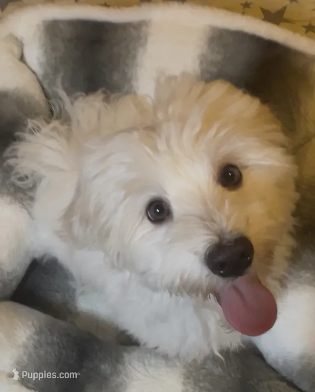 AKC Campion Bloodline Oliver – Havanese puppy for sale in Staten Island, NY