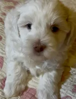 processed/ea4e10f1-1457-432a-8822-539280134f45/listing/e819b51e-57a4-4d67-9ee2-b74a3dc5ce8d/18f996b2-5063-4d0b-b54a-3e5379ed4000