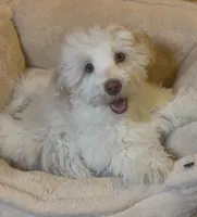 AKC Lily ( Female), a female Havanese for sale in Staten Island, NY – Photo 1 of 10