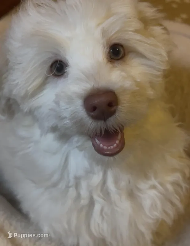 AKC Lily ( Female) – Havanese puppy for sale in Staten Island, NY