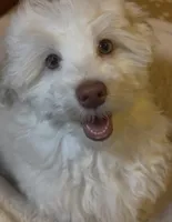 AKC Lily ( Female), a female Havanese for sale in Staten Island, NY – Photo 4 of 10