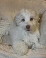 AKC Lily ( Female), a female Havanese for sale in Staten Island, NY – Photo 7 of 10