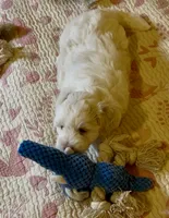 processed/ea4e10f1-1457-432a-8822-539280134f45/listing/e819b51e-57a4-4d67-9ee2-b74a3dc5ce8d/99c253a0-ff94-469b-bb99-cdf9d8023709