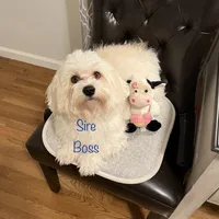 AKC Lily ( Female), a female Havanese for sale in Staten Island, NY – Photo 9 of 10