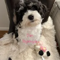AKC Lily ( Female), a female Havanese for sale in Staten Island, NY – Photo 8 of 10