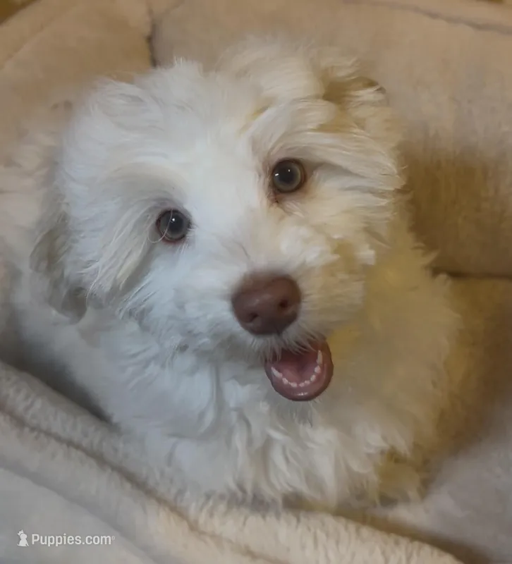 AKC Lily ( Female) – Havanese puppy for sale in Staten Island, NY
