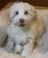 AKC Lily ( Female), a female Havanese for sale in Staten Island, NY – Photo 3 of 10