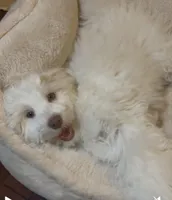 AKC Lily ( Female), a female Havanese for sale in Staten Island, NY – Photo 5 of 10