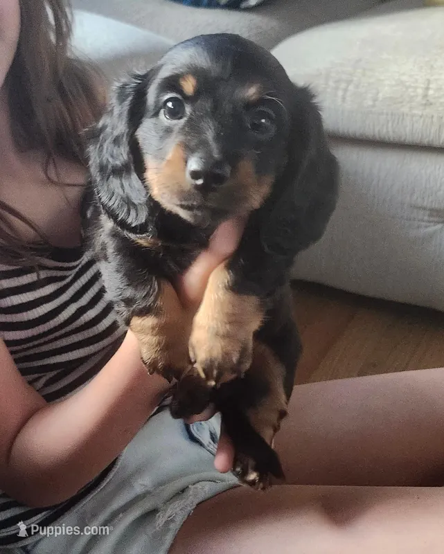 Harry – Dachshund puppy for sale in Jacksonville, NC