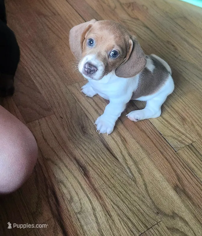 Freddy – Dachshund puppy for sale in Jacksonville, NC
