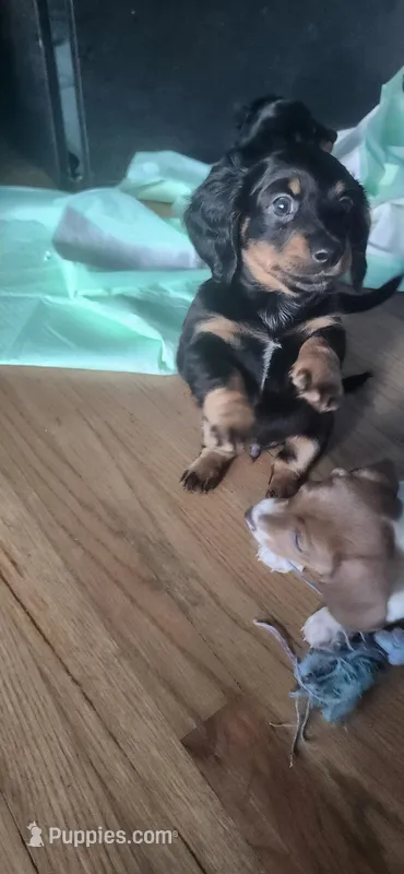 Pat – Dachshund puppy for sale in Jacksonville, NC