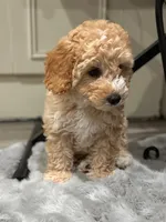 Simba, a male Cockapoo for sale in Tomales, CA – 2 of 10