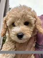 Simba, a male Cockapoo for sale in Tomales, CA – 7 of 10