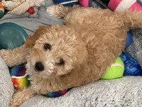 Simba, a male Cockapoo for sale in Tomales, CA – 9 of 10