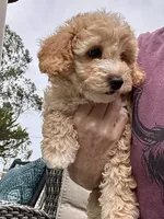 Simba, a male Cockapoo for sale in Tomales, CA – 8 of 10